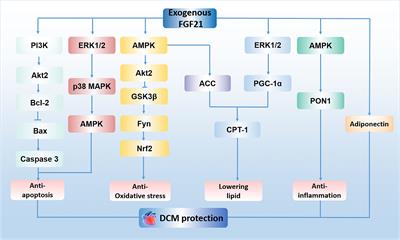 The Role of Fibroblast Growth Factor 21 in Diabetic Cardiovascular Complications and Related Epigenetic Mechanisms